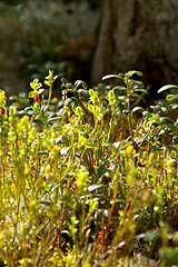 Image showing Lingonberry