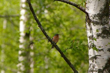 Image showing Goldfinch