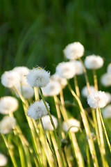 Image showing Pollen