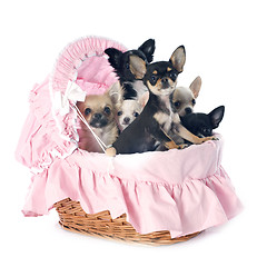 Image showing puppies chihuahua