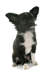 Image showing puppy chihuahua