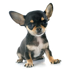 Image showing puppy chihuahua