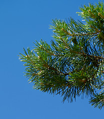 Image showing Pine Tree