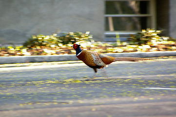 Image showing Pheasant