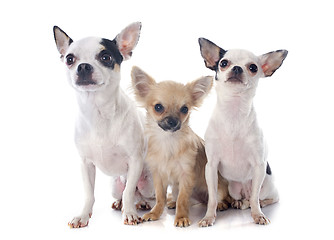 Image showing three chihuahuas