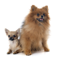 Image showing puppy chihuahua and spitz