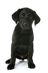 Image showing puppy labrador retriever