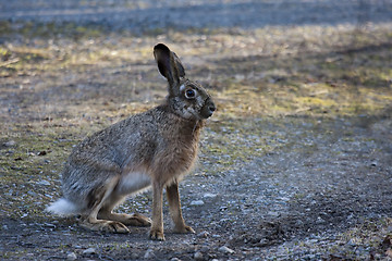 Image showing brown hare