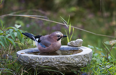 Image showing taking a bath