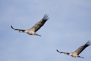 Image showing cranes