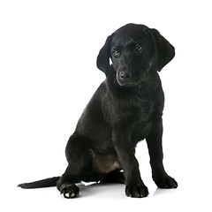 Image showing puppy labrador retriever