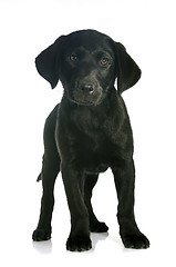 Image showing puppy labrador retriever