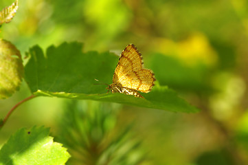 Image showing Butterfly