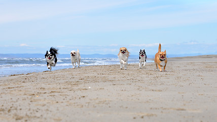 Image showing chihuahuas on the beach