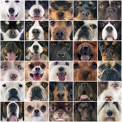 Image showing heads of dogs