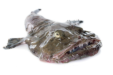 Image showing monkfish