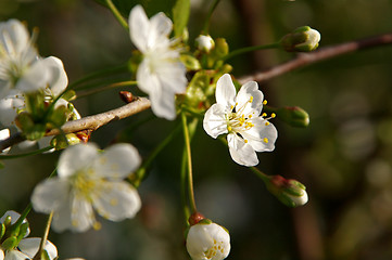 Image showing Cherry tree