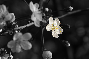 Image showing Cherry tree