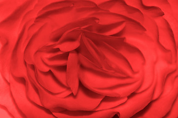 Image showing Rose