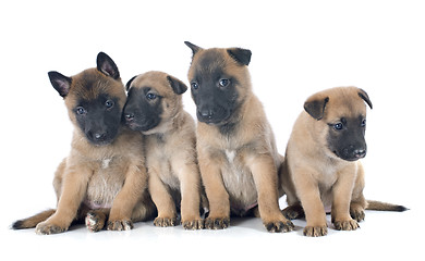 Image showing puppies malinois