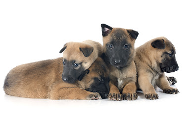 Image showing puppies malinois