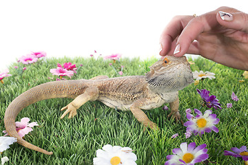 Image showing bearded dragons