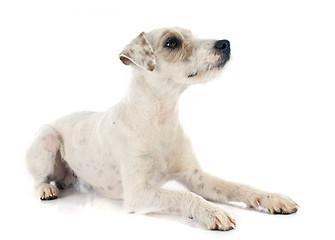 Image showing parson russell terrier