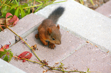 Image showing Squirrel