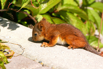 Image showing Squirrel