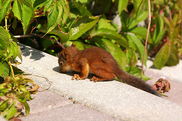 Image showing Squirrel