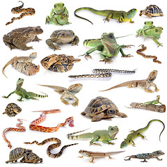 Image showing reptile and amphibian