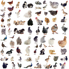Image showing poultry