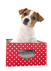 Image showing puppy jack russel terrier