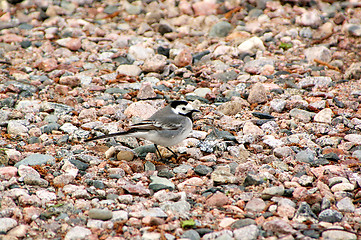 Image showing Motacilla alba