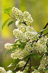 Image showing Blossoms