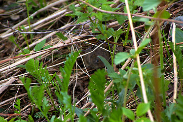 Image showing Vole