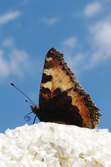 Image showing butterfly