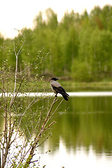 Image showing Corvus corone cornix