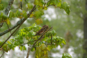 Image showing Little bird