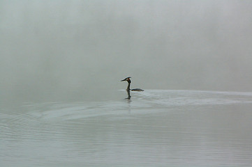 Image showing Podiceps cristatus