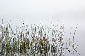 Image showing Podiceps cristatus