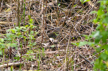 Image showing Vole