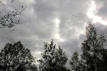 Image showing Swallows