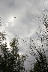 Image showing Swallows