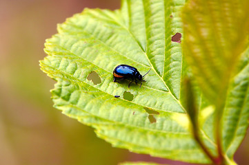 Image showing St. John's Wort beetle