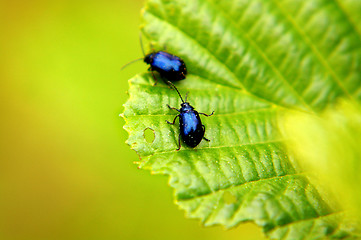 Image showing St. John's Wort beetle