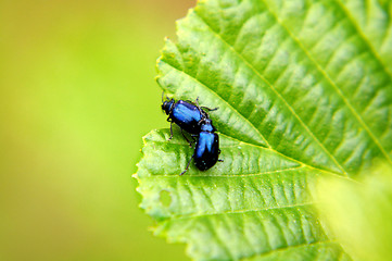 Image showing St. John's Wort beetle