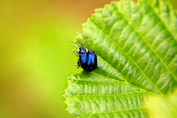 Image showing St. John's Wort beetle