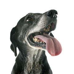 Image showing old dog