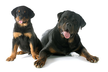 Image showing puppy and adult rottweiler